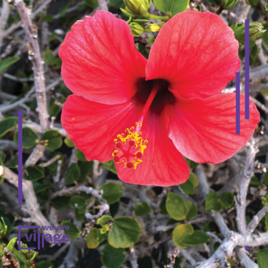 Transfem* Embodied Practices